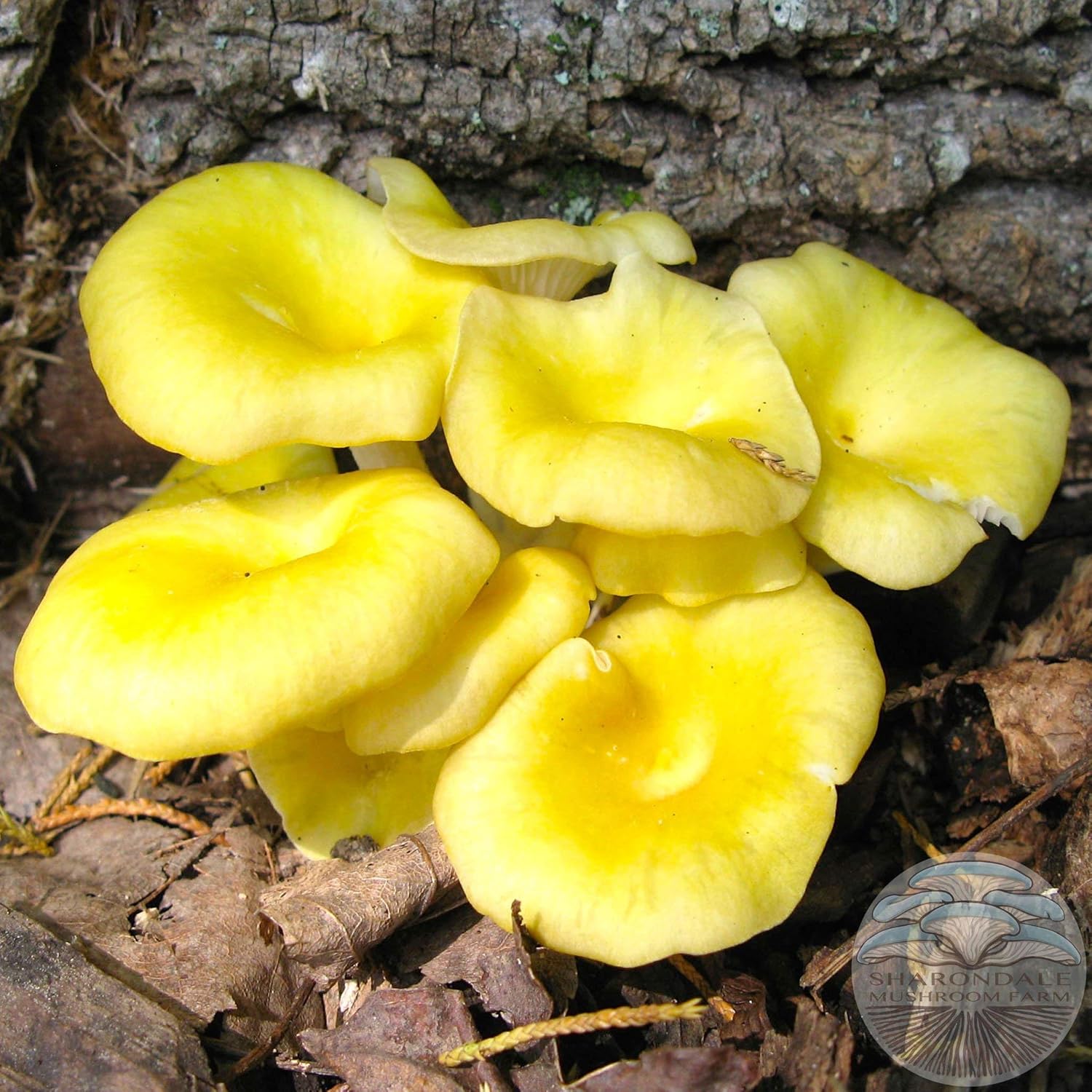 Light Yellow Mushroom Agaricus bisporus for planting in home garden